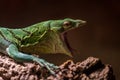 Emerald monitor portrait in nature