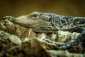 Emerald monitor in the terrarium