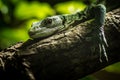 Emerald monitor in the terrarium