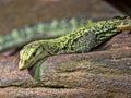 Emerald Monitor, Varanus prasinus, is a tree lizard