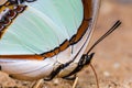 Emerald Nawab or Indian Yellow Nawab butterfly Royalty Free Stock Photo