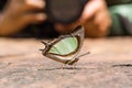 Emerald Nawab or Indian Yellow Nawab butterfly Royalty Free Stock Photo