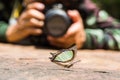 Emerald Nawab or Indian Yellow Nawab butterfly Royalty Free Stock Photo