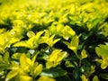 Emerald Oasis: Selective Focus on Green Plant Background