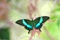 Emerald Peacock Swallowtail Butterfly Royalty Free Stock Photo