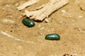 Emerald pill millipede (Sphaerotheriida) Royalty Free Stock Photo