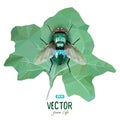Emerald polygonal fly sitting on a green leaf Royalty Free Stock Photo
