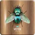 Emerald polygonal fly sitting on a wooden surface