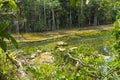 Emerald Pool Sra Morakot in Krabi province, Thailand.