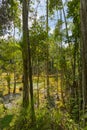 Emerald Pool Sra Morakot in Krabi province, Thailand.