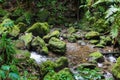 Emerald Pool on the tropical island of Dominica Royalty Free Stock Photo