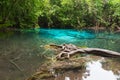 Emerald Pool is unseen pool in mangrove forest Royalty Free Stock Photo