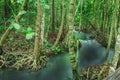 Emerald Pool is unseen pool in mangrove forest at Krabi in Thailand, Water flow , long exposure techniques Royalty Free Stock Photo