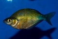 Emerald Rainbowfish Male