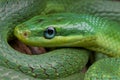 Emerald rat snake / Rhadinophis prasinum