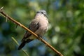 Emerald-spotted wood dove on branch with catchlight Royalty Free Stock Photo