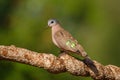 Emerald-Spotted Wood Dove or Green-spotted dove Turtur chalcospilos Royalty Free Stock Photo