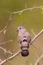 Emerald Spotted Wood dove sitting in a thorn bush Royalty Free Stock Photo