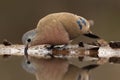 The emerald-spotted wood dove Turtur chalcospilos drinking from small pound with braun background Royalty Free Stock Photo