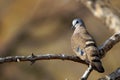 Emerald Spotted Wood-Dove (Turtur chalcospilos) Royalty Free Stock Photo