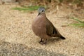 Emerald Spotted Wood-Dove (Turtur chalcospilos) Royalty Free Stock Photo