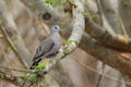 Emerald Spotted Wood-Dove Royalty Free Stock Photo