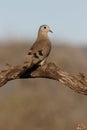 Emerald-spotted wood dove, Turtur chalcospilos Royalty Free Stock Photo