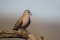Emerald-spotted wood dove, Turtur chalcospilos Royalty Free Stock Photo