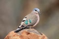 The emerald-spotted wood dove Turtur chalcospilos sits on a stone. A small turtle with green feathers in its wings sits on a Royalty Free Stock Photo