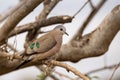 Emerald-Spotted Wood Dove Turtur chalcospilos Sitting on a Branch, South Africa
