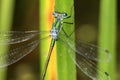 Emerald Spreadwing Damselfly Royalty Free Stock Photo