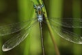 Emerald Spreadwing Damselfly Royalty Free Stock Photo