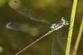 Emerald Spreadwing Damselfly Royalty Free Stock Photo