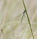 Emerald Spreadwing on a Grass Stem Royalty Free Stock Photo