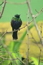 Emerald starling Royalty Free Stock Photo