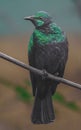 Emerald starling Royalty Free Stock Photo