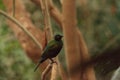 Emerald starling bird known as Lamprotornis iris