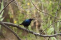 Emerald Starling - Lamprotornis iris