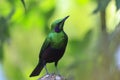 Emerald starling, Lamprotornis iris, iris glossy starling