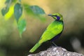 Emerald starling, Lamprotornis iris, iris glossy starling