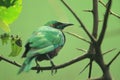 Emerald starling Royalty Free Stock Photo