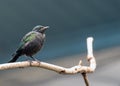 Emerald Starling (Lamprotornis iris) Outdoors