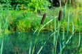 The emerald surface of the pond and a ripe ear of cattail. Summer landscape, lake shore with natural cattails reeds grass