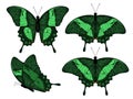 Emerald swallowtail butterflies set. Papilio palinurus. Vector illustration isolated on white background