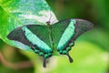 Emerald Swallowtail Butterfly