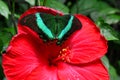 Emerald Swallowtail Butterfly