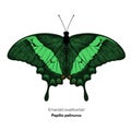 Emerald swallowtail butterfly. Papilio palinurus. Vector illustration isolated on white background