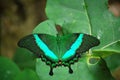 Emerald Swallowtail