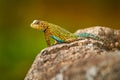 Emerald Swift Caresheet, Sceloporus malachiticus, in the nature habitat. Beautiful portrait of rare lizard from Costa Rica. Royalty Free Stock Photo