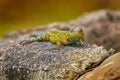 Emerald Swift Caresheet, Sceloporus malachiticus, in the nature habitat. Beautiful portrait of rare lizard from Costa Rica. Royalty Free Stock Photo